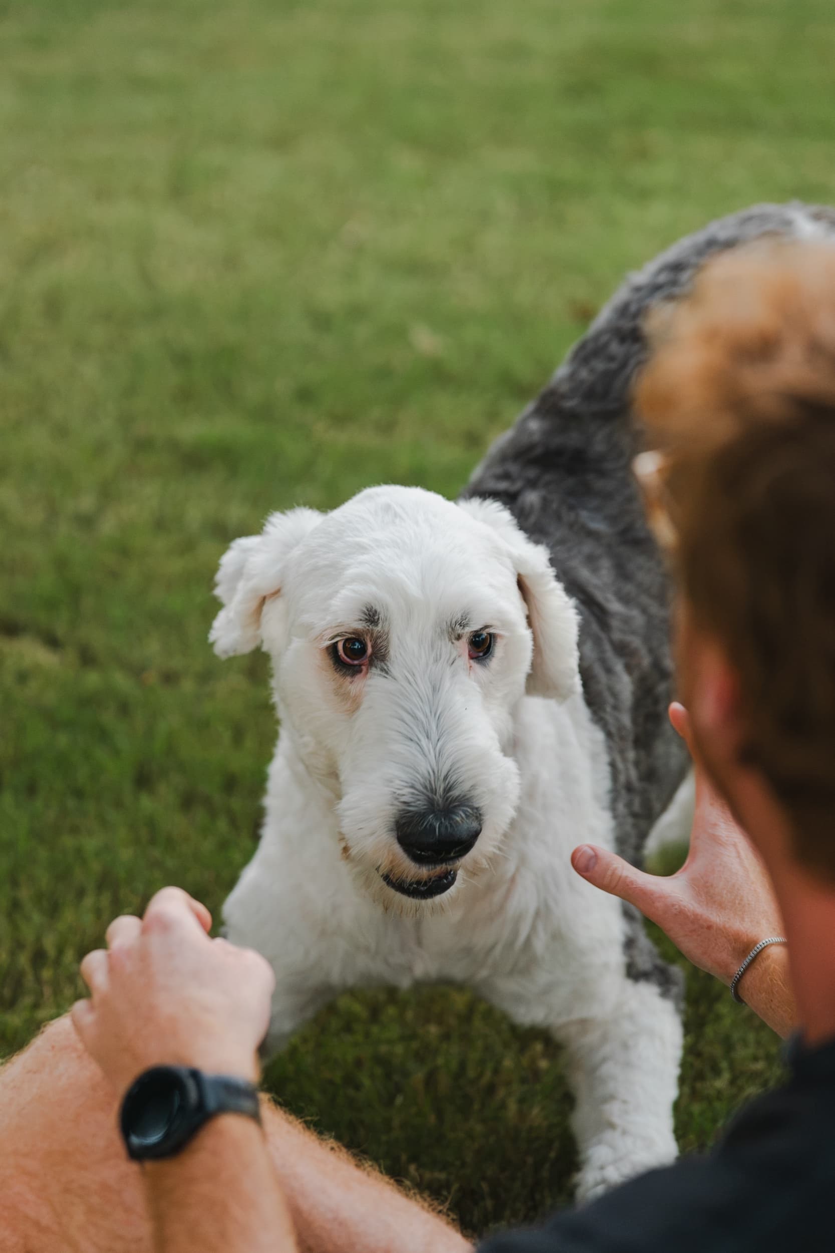 Shaggy white dog looking up attentively at its owner's outstretched hand in a grassy yard.