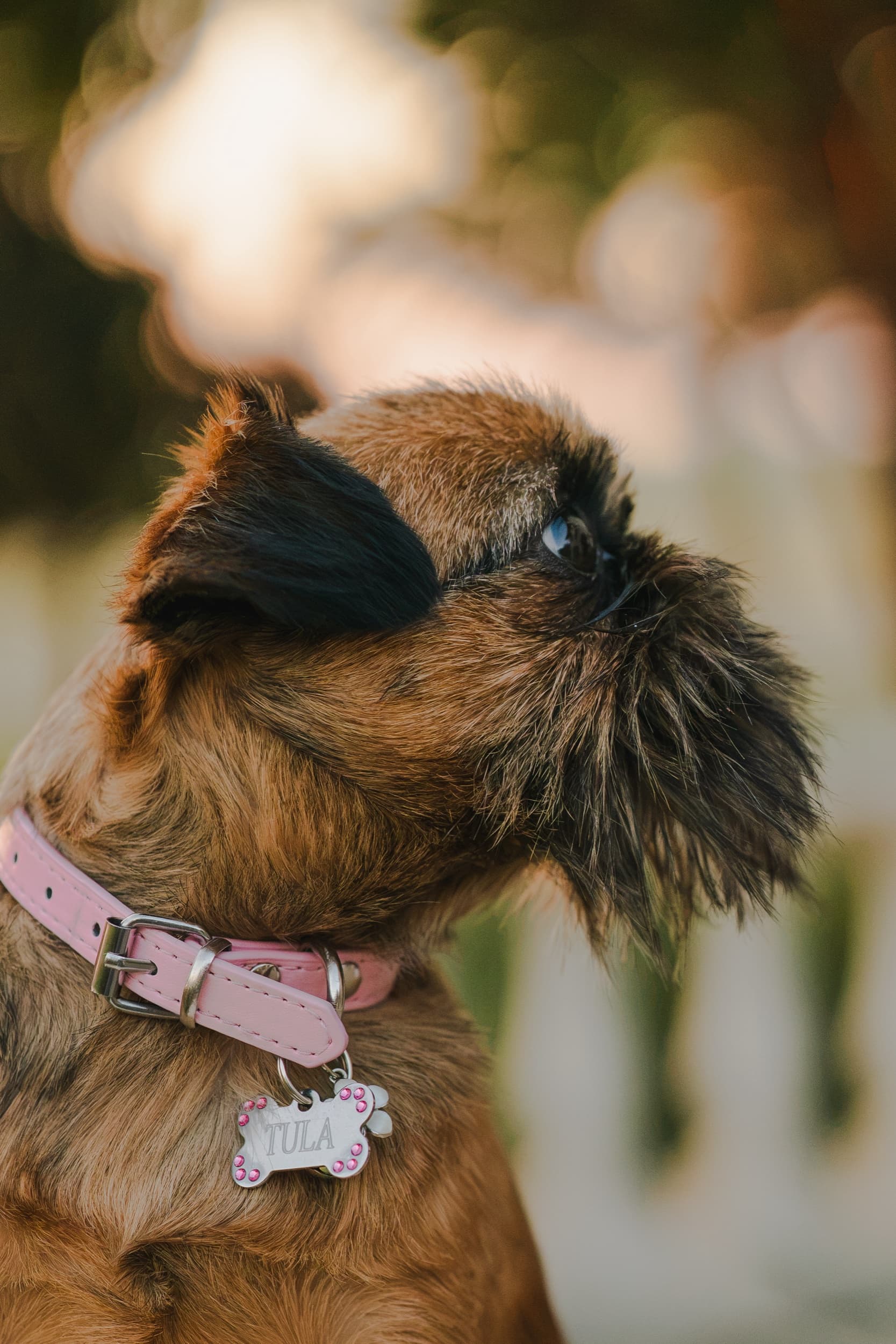 Close-up profile of a scruffy brown dog wearing a pink collar with a name tag, backlit by golden light.